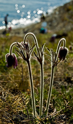 BB 05 0101 / Pulsatilla pratensis / Kubjelle